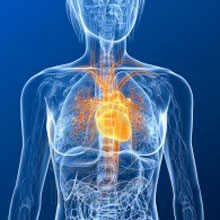 Sistema Cardiovascular