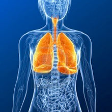 Sistema Broncopulmonar